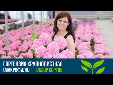 Видео: Хортензия Сарджент