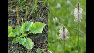 Чем полезен корень лопуха Чем полезен корень лопуха
