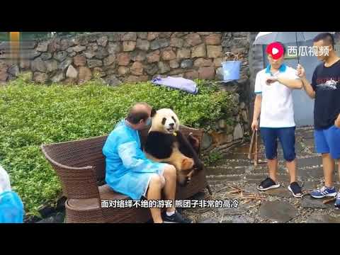 熊猫与游客合影一脸高冷，当来了一位美女后，下秒忍住别笑