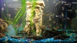 Население домашнего аквариума