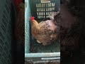 Another hen ready for hatching #ytshorts #chicken #murgipalan #newvideo #pets #indian