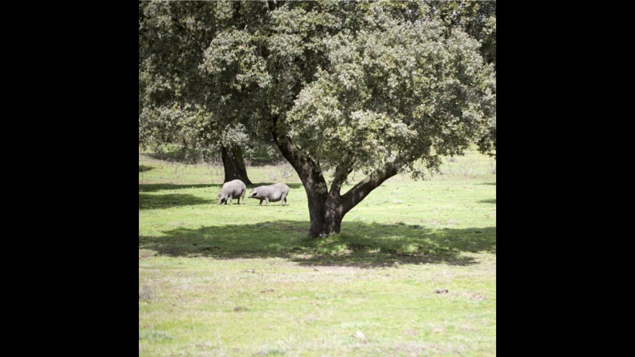 Cotizaciones a 23 de febrero de la mesa de porcino ibérico de Salamanca
