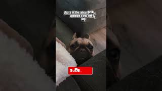 Ranking Funny Talking French Bulldog (Watch til' the end😂)             #dog #ranking #frenchbulldog