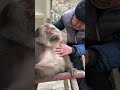 In Their World, Only Each Other. #Emei Mountain Monkeys #One-Armed Monkey Xingxing