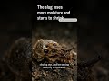 Why Salt Is Deadly to Slugs 😳
