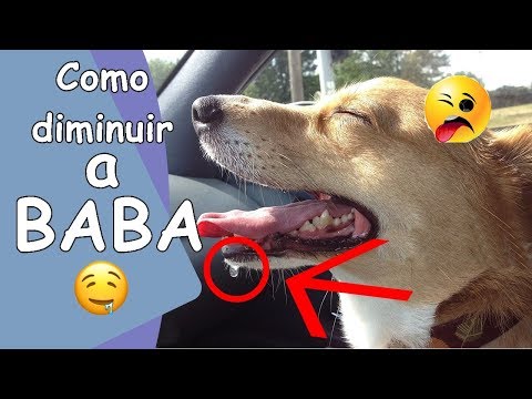 Vídeo: Por que meu cão baba tanto?