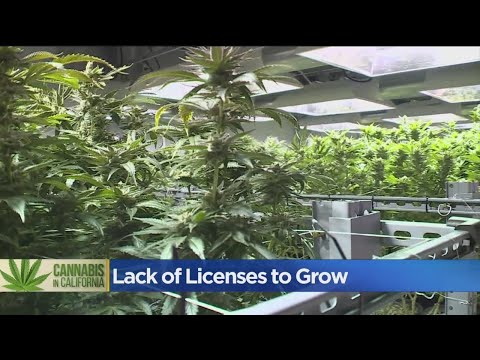 Want A State Cannabis Cultivation License? Good Luck