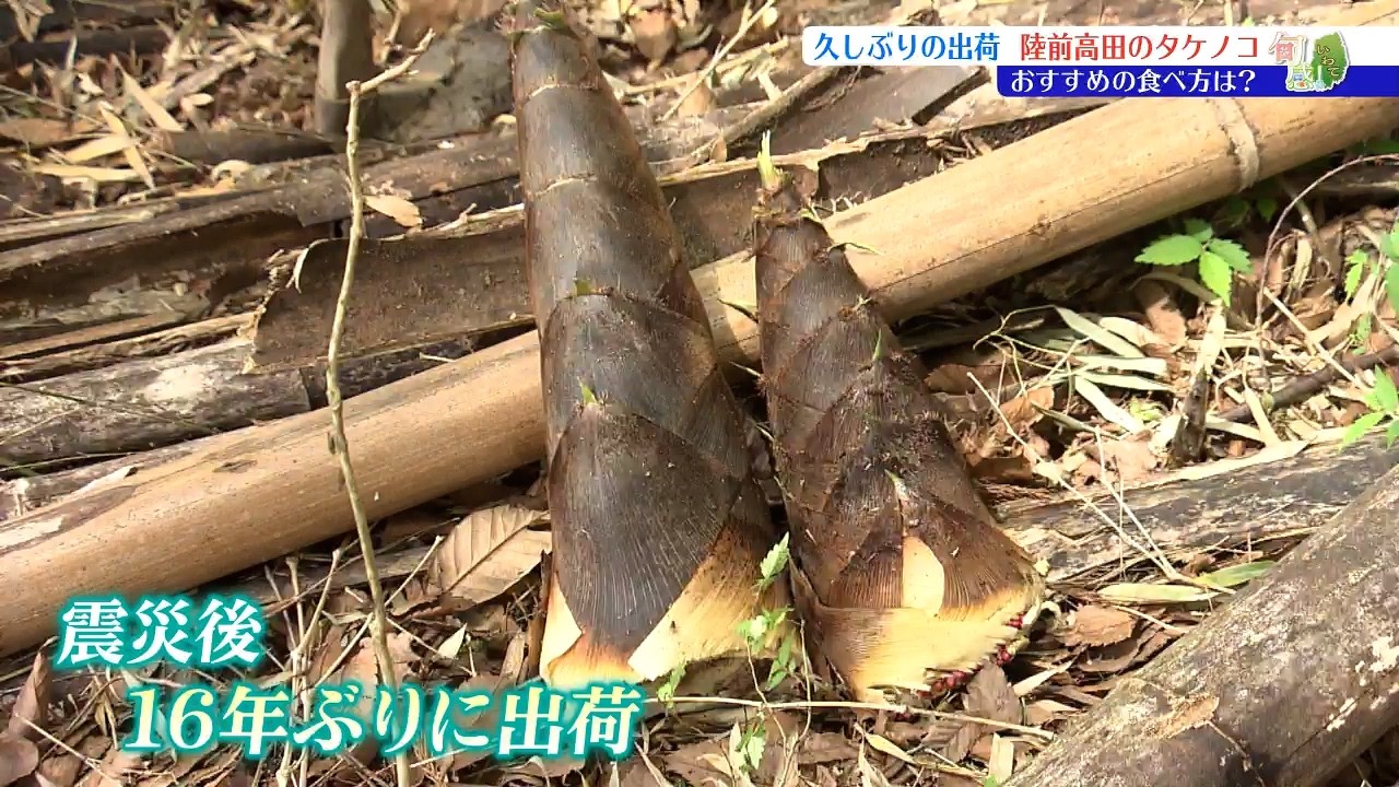 A Seasonal Taste Back After 16 Years: Moso Bamboo Shoots - YouTube