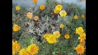 Controling Dandelions Without Chemicals