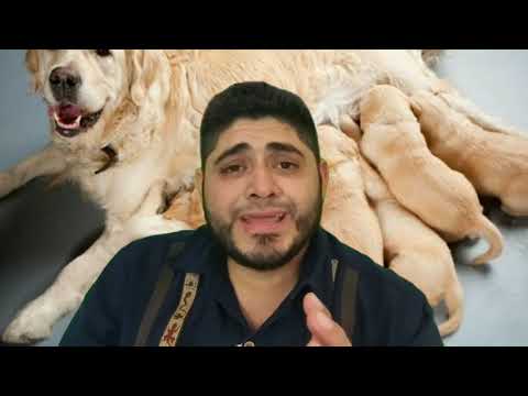 Video: ¿Pueden los perros lactar después de ser esterilizados?