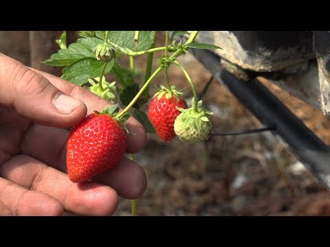 Video: Aardbeien Zijn Nieuwe Rassen. Titels, Beschrijvingen, Foto's