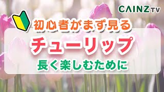 チューリップの育て方｜カインズ園芸 by カインズ公式チャンネル 1,371 views 3 months ago 2 minutes, 31 seconds