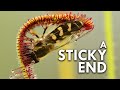 Sundew: The Sticky Plant With A Killer Instinct