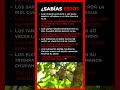 ¿Por qué una jirafa bebió la orina de una hembra?