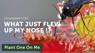 Houseplant 101: How to Control and Eradicate Fungus Gnats — Ep. 124