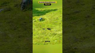 বাচ্চাকে রেখে পালালো মা ক্যাঙ্গারু! Kangaroo Vs Wild Dogs#shorts #factdiaryplus