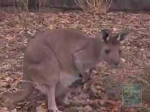 mongoose update Kangaroo Joey at Prospect Park Zoo