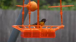 Attract Orioles to your Backyard (walk thru recipe)