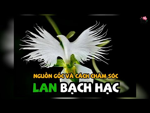 Video Nguồn Gốc Và Cách Chăm Sóc Lan Bạch Hạc | Thích Trồng... - youtube