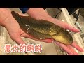 最大的蝌蚪：奇异多指节蟾，蝌蚪从25厘米变成7厘米青蛙