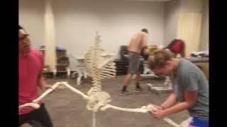 ATSU DPT 18 mannequin