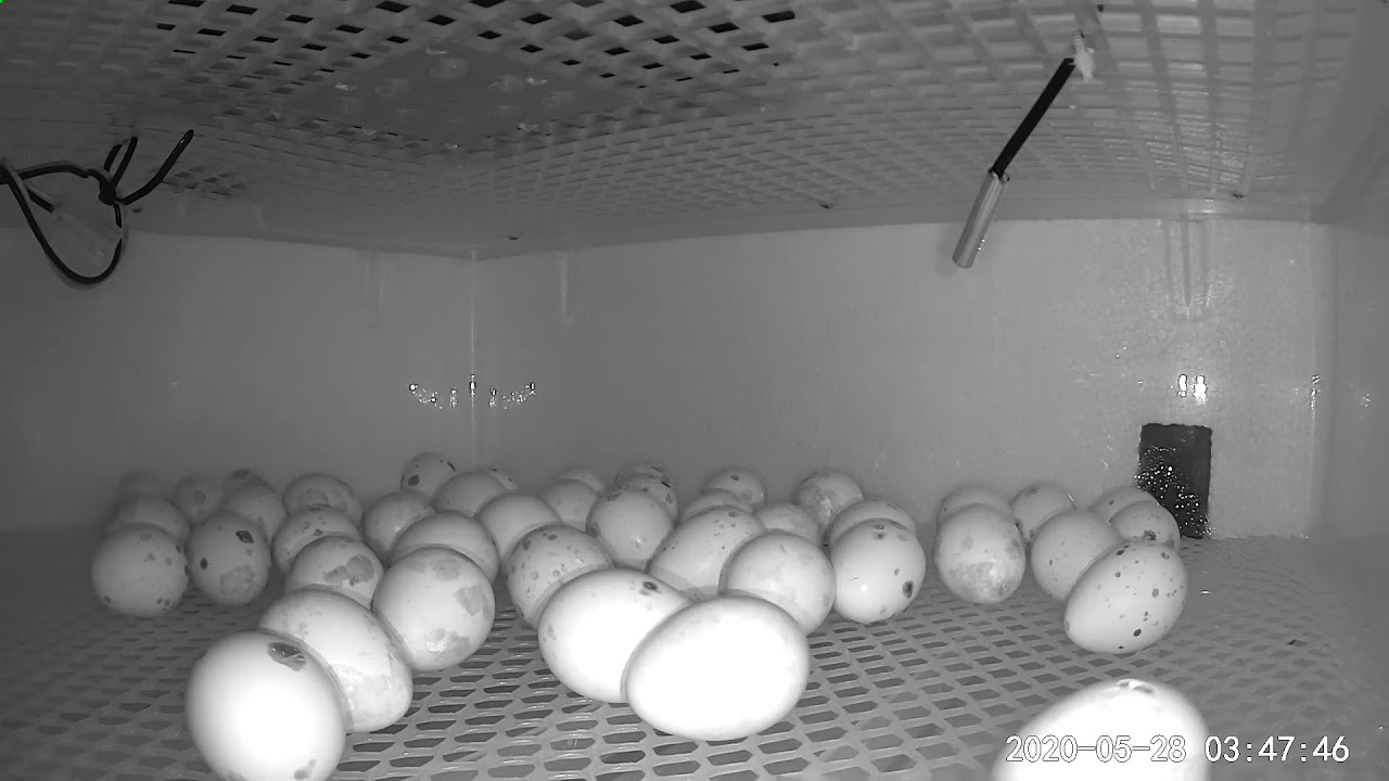 bird incubator quail bird incubator quail