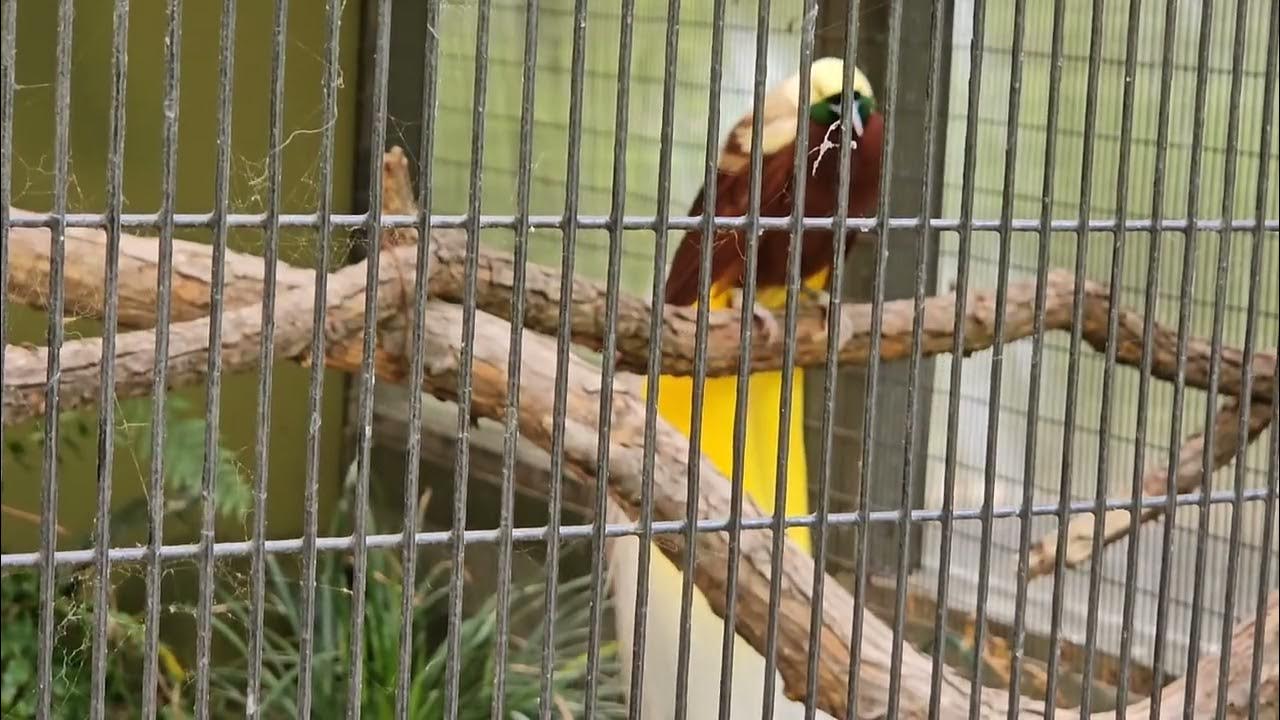 Bird of paradise song - YouTube
