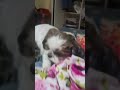 my baby 👶 #dog #youtubeshorts #love #pets #viral #funny #trending