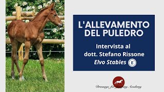 l'allevamento del puledro - intervista a Elvo Stables #dressageforjumping #equitazione #cavalli