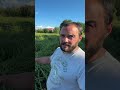 barbabietola da zucchero porta seme, come coltivarla #mattthefarmer #aziendaagricola #agricoltura