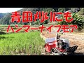 青田刈りもハンマーナイフモア