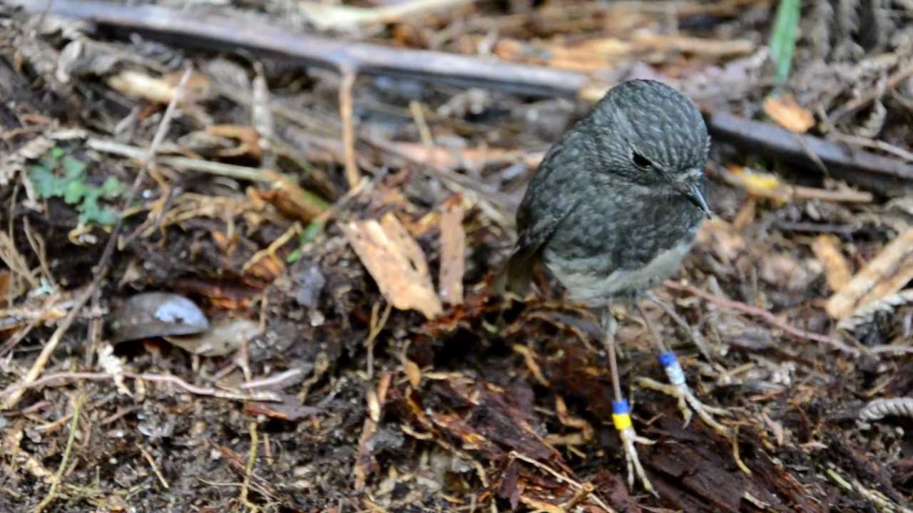 North Island Robin searching for insects