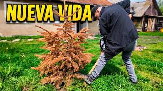 ¡ASÍ SE HACE! 🍎 Nueva vida en el patio con MAMÁ: Plantando un manzano 🇷🇴