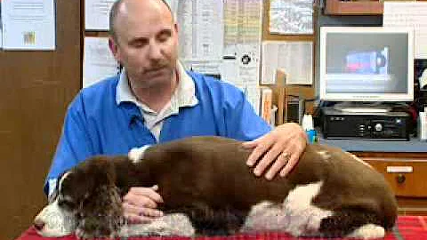 Mike Rehm Gall Bladder Surgery for pets