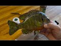 Taxidermy Fixing Broken Fins on a Bluegill Fish