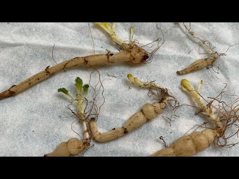 Video Cách trồng cây Đông trùng Hạ thảo ở Mỹ . - youtube