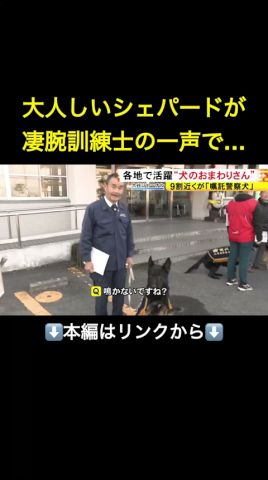 ⬆️本編はリンクから⬆️警察犬に迫る危機…全国で9割近くが『嘱託犬』の現実 コスト負担と後継者不足で体制維持に課題「お金のこと言ったらダメだが…」#shorts