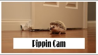 PIPPIN CAM || Summer Hedgie Animal Lookbook(??)