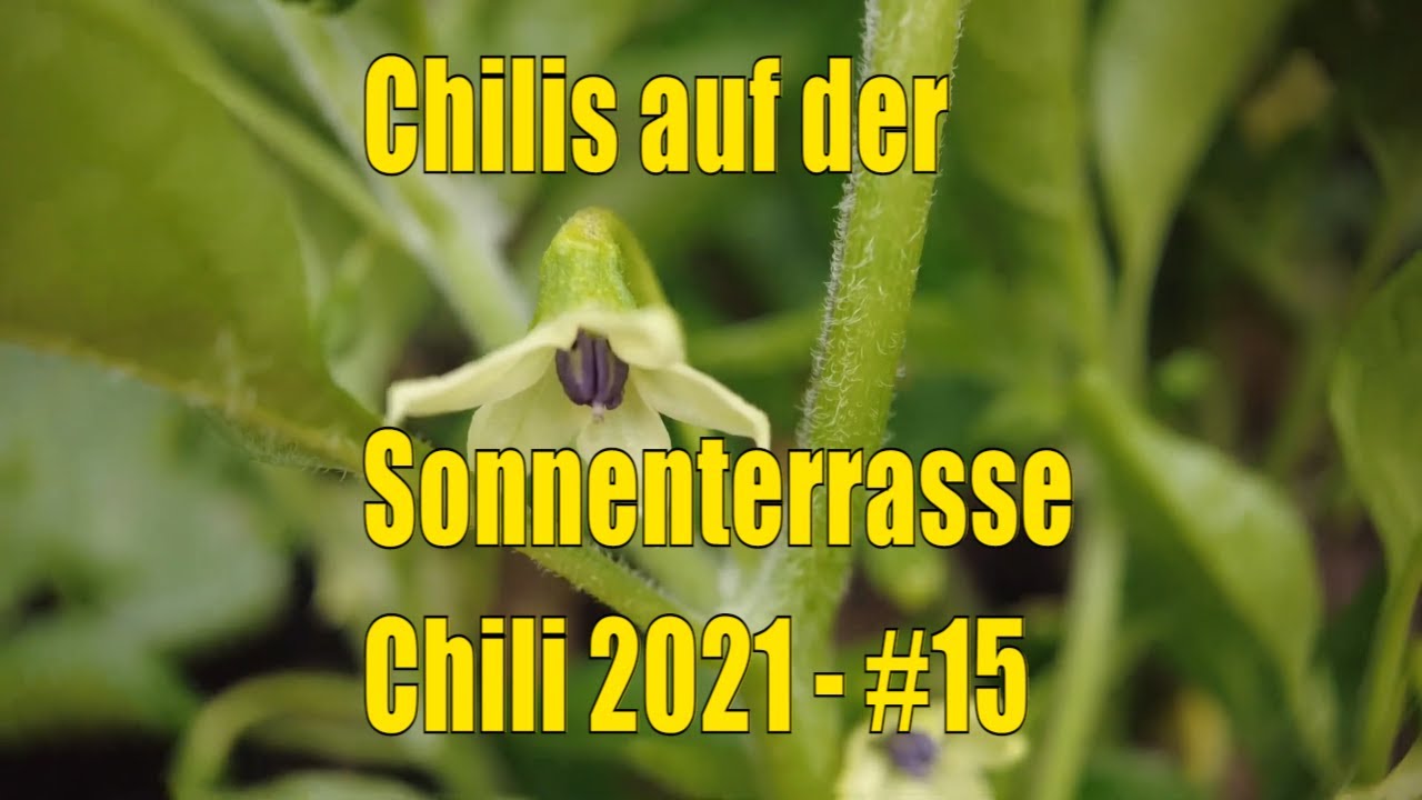 Chilis im Juli: Diese Blüten entscheiden jetzt über die Ernte