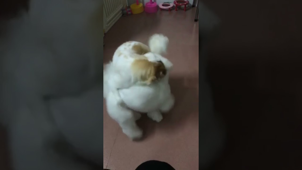 Cute Puppy lovely  Care 