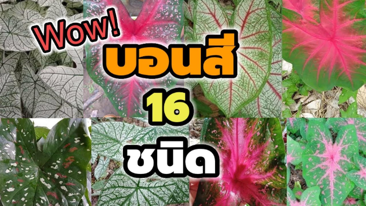 ภาพไม้ประดับ  New  ชื่อบอนสี 16 ชนิดราชินีแห่งไม้ใบ