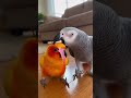Parrots blowing and popping giant pink bubblegum #parrots #bubblegum #funny