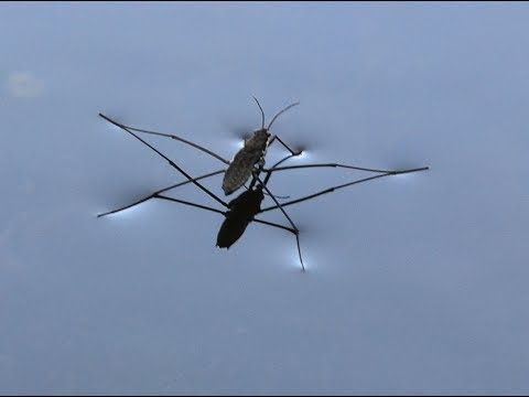 Водомерки на водной глади, Клоп водомерка, Water striders