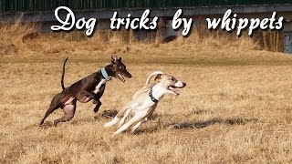 Dog tricks by whippets