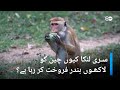 سری لنکا ایک لاکھ بندر بیچے گا DW Urdu Srilanka Plans To Sell One Million Monkeys سری لنکا ایک لاکھ بندر بیچے گا DW Urdu Srilanka Plans To Sell One Million Monkeys