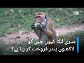         dw urdu  srilanka plans to sell one million monkeys