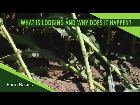 Video: Co je poléhání – Příčiny poléhání rostlin a jeho účinky na rostliny