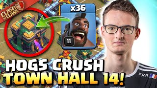 Synthé is INSANE with HOGS even at TH14! Best TH14 Attack Strategies | Clash of Clans