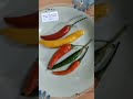 Chillies Chilies Song Shorts Green Chilli Red Chilli Chillies Chilies Song Shorts Green Chilli Red Chilli