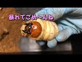 【ギラファノコギリクワガタ】幼虫の餌交換したよ！あばれる君も体重測ってみました！【ぴぴんap】